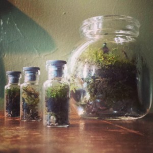 mini terrariums